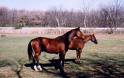 horses