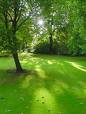 lawn